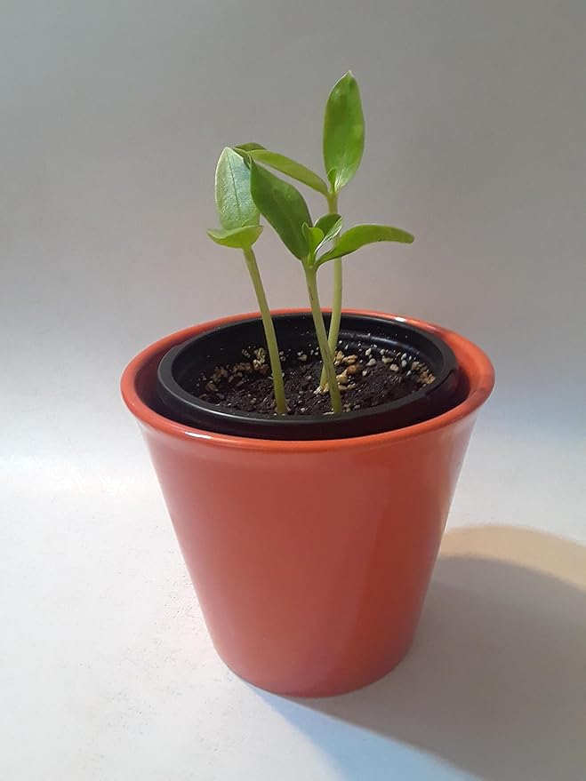 Malabar Spinach Starter Plant with 3 seedlings Basella Alba (Green stem) Non-GMO