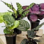 Live Calathea Houseplant (4 Pack), Pet Safe Plants for Cats & Dogs, Makoyana, Rattlesnake, Roseopicta, Air Purifying Indoor Plant Mix, Freddie, Orbifolia, Prayer Plants, Real Calatheas, 4.25 in. Pots
