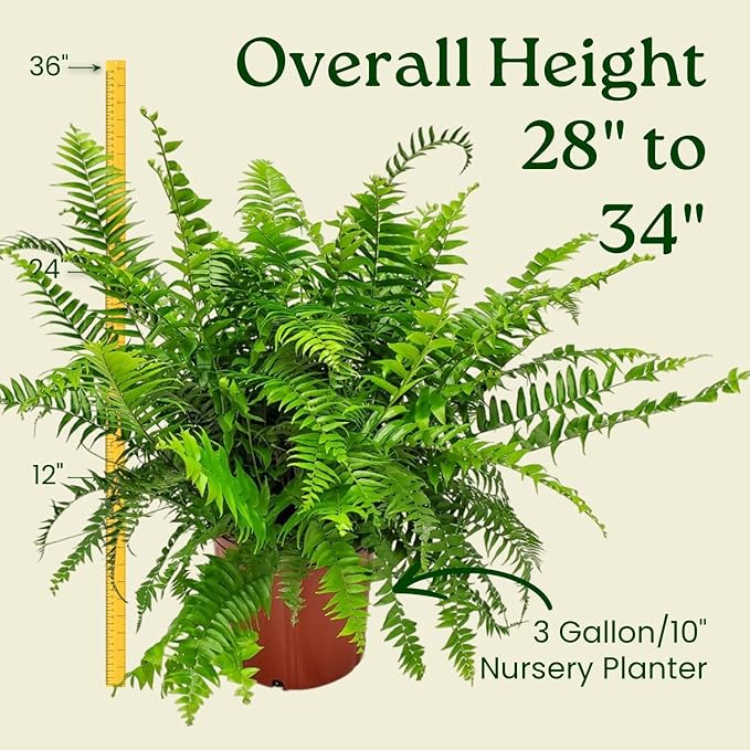 Macho Fern - Sword Fern Plant - Overall Height 28" to 34" - Tropical Plants of Florida (Plant Only)