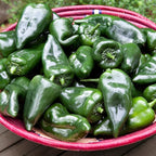 Bonnie Plants Poblano-Ancho Pepper 19.3 oz. 4-Pack