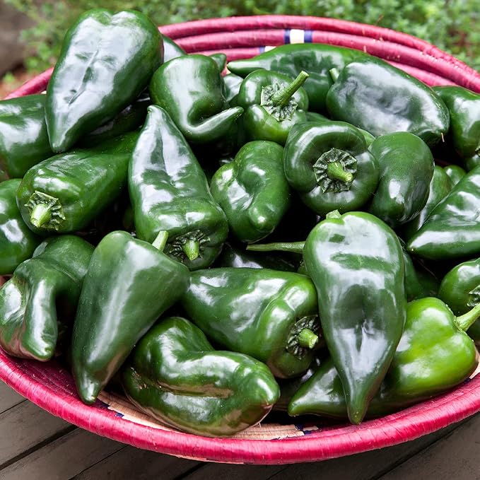 Bonnie Plants Poblano-Ancho Pepper 19.3 oz. 4-Pack