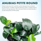 SubstrateSource Anubias Live Aquarium Plants - Potted Freshwater Plant for Fish Tanks, Terrariums - Beginner Friendly Low Light (Barteri Petite Round, 1 Pot)