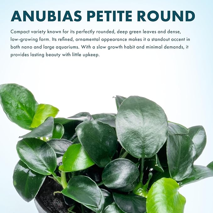 SubstrateSource Anubias Live Aquarium Plants - Potted Freshwater Plant for Fish Tanks, Terrariums - Beginner Friendly Low Light (Barteri Petite Round, 1 Pot)