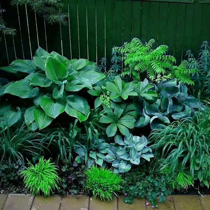 Hosta Seeds for Planting, 295+pcs Perennial Rare Hosta Flower Seeds Plants, Non-GMO Heirloom Long Blooming Plants Shaded Entry Pathway Rare Flowers for Garden Outdoors
