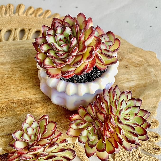 FWPP Succulents Plants Live Echeveria ‘Red Flame’,Mini Succulents Red 3 inches Mini Succulents,Bare Root Without Pot,Succulent Plant Live Decoration Plant Gifts