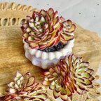 FWPP Succulents Plants Live Echeveria ‘Red Flame’,Mini Succulents Red 3 inches Mini Succulents,Bare Root Without Pot,Succulent Plant Live Decoration Plant Gifts