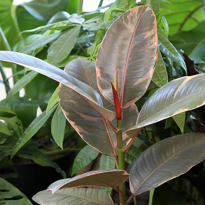 Altman Plants 'Ruby' Live Ficus Tree in 6 Inch White Plastic Plant Pot, Easy Plant Gift, Desk Plant & Office Plant, Variegated Rubber Plant Live Indoor Plant Decor in Indoor Plant Potting Soil Mix