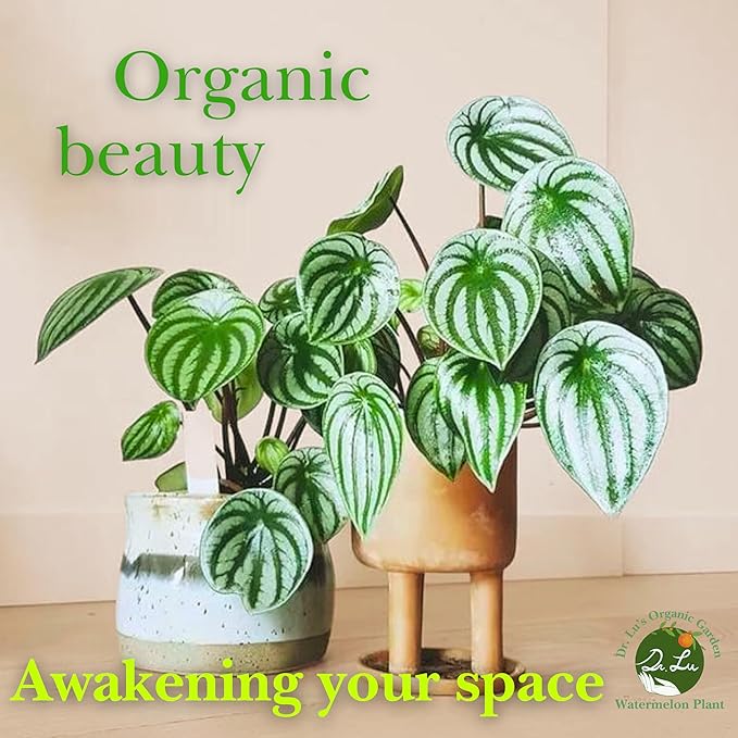 Dr. Lu’s Organic Watermelon Peperomia | Rare Peperomia Live Plant | Rooted Cute Watermelon Plant for Air Purifying | Easy Grow PeperomiaArgyreia in 4'' Nursery Pot
