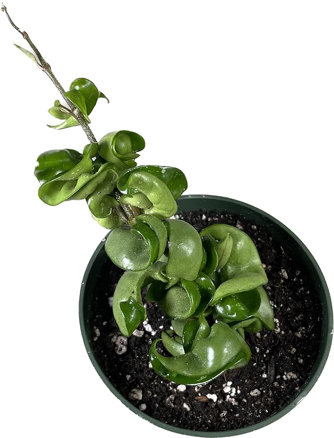 Hoya Compacta aka Hoya Hindu Rope Available in 4 inch Pot with One Plant - Air Purifying Plant - Hoya Plants Live Houseplants - Very Short Right Now