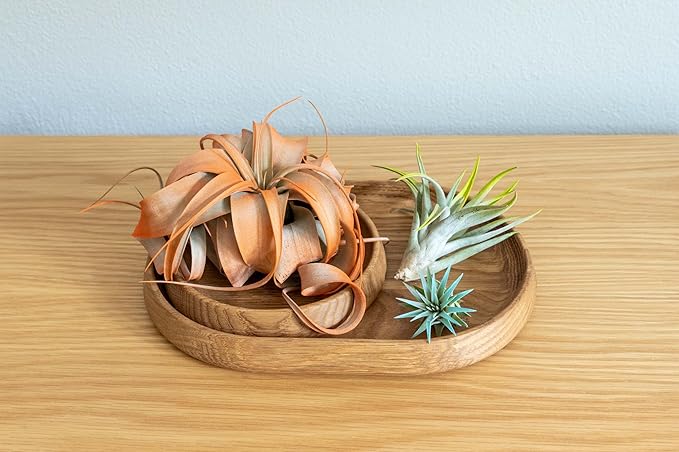 Tangerine Colorful Tillandsia Air Plants - Long Lasting Color Enhanced Live Tillandsia Succulent House Plants - Home And Garden Decor - Easy Care Indoor/Outdoor Plants (Brachycaulos Abdita, Pack of 3)