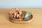 Tangerine Colorful Tillandsia Air Plants - Long Lasting Color Enhanced Live Tillandsia Succulent House Plants - Home and Garden Decor - Easy Care Indoor/Outdoor Plants (Funckiana, Pack of 3)