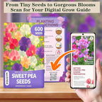 600+ Count Sweet Pea Seeds – Fragrant Flower Seeds, Easy to Grow with High Germination, Colorful Flowering Vines for Trellis, Garden Beds, Balcony, and Patio Planter