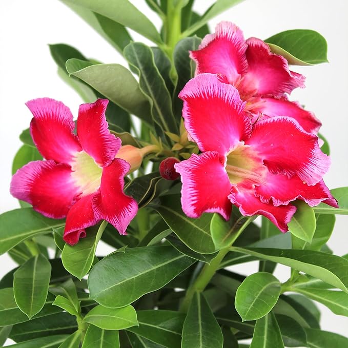 Pink Desert Rose Plant Live Succulent, 1 Gal Grower Pot, Adenium Desert Rose Plant Live Indoor Houseplants & Outdoor Succulents, Easy Care Flowering Plants by Plants for Pets