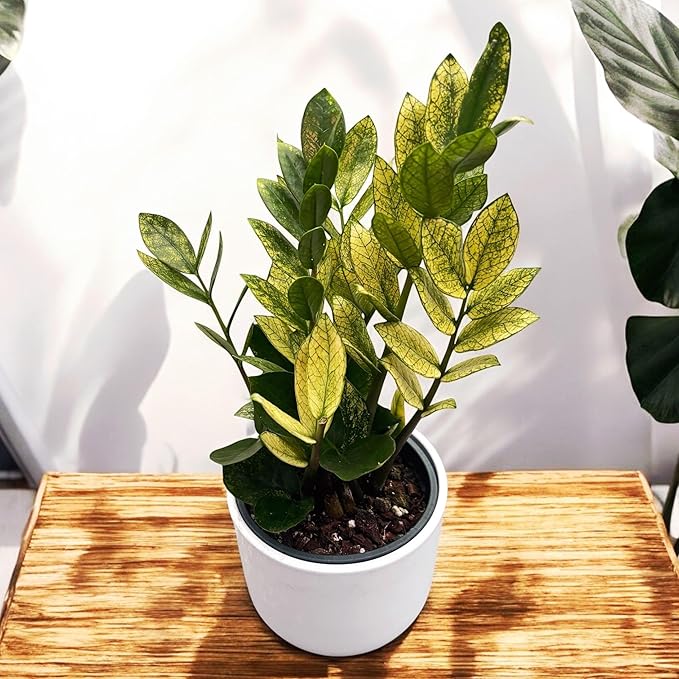 RedCrocus Chameleon ZZ Plant- Variegated Zamioculcas zamiifolia Indoor Plant, Pet Safe, Low Maintenance, Decorative Foliage, Container Friendly, Indoor Office & Shade Garden 6" Pot