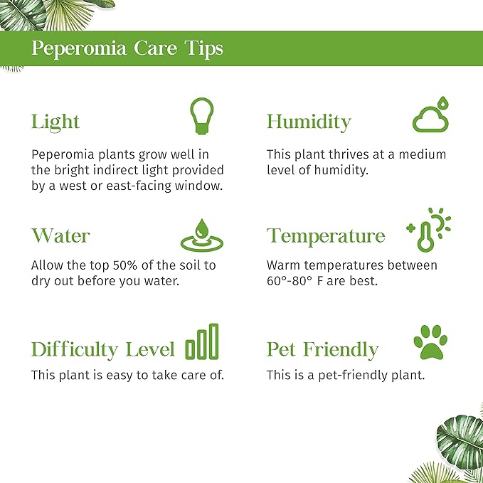 Peperomia Marble Live Plant for Indoor | Different Houseplants in 3'' Pot | Real House Plant for Living Room, Office, Desk & Bathroom | Marble Peperomia | Radiator Plant