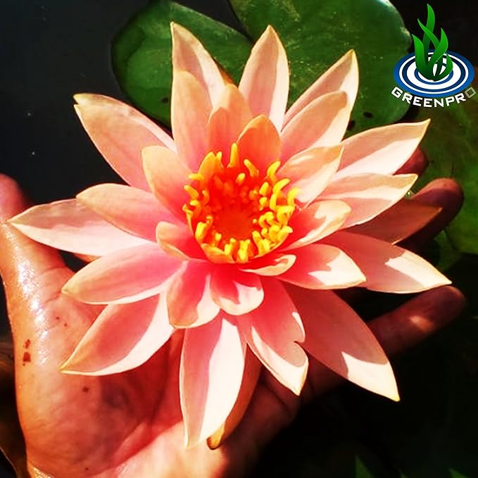 Live Aquatic Plant Orange Nymphaea Colorado Hardy Water Lilies Tuber for Aquarium Freshwater Fish Pond by Greenpro