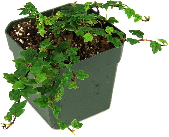 Ficus pumila 'Quercifolia' - String of Frogs