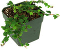 Ficus pumila 'Quercifolia' - String of Frogs
