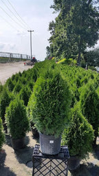 Live Plant Green Promise Farms, Thuja occidentalis 'Smargd' Emerald Green Arborvitae #3 Size Container, Evergreen