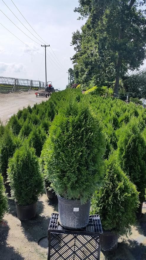 Live Plant Green Promise Farms, Thuja occidentalis 'Smargd' Emerald Green Arborvitae #3 Size Container, Evergreen
