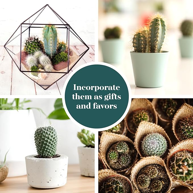 Shop Succulents Premium Live Mini Cactus Plants in Bulk 2" Pots, Easy Care Indoor or Outdoor Gardening, Terrariums, Favors, & Contemporary Spaces with Hardy, Resilient Varieties, Pack of 100