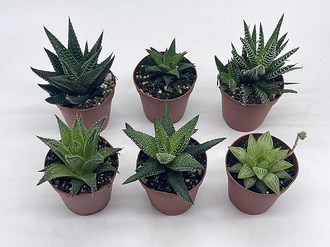 BubbleBlooms Haworthia Variety Assortment, 6 Different Haworthia Plants in 2 inch pots