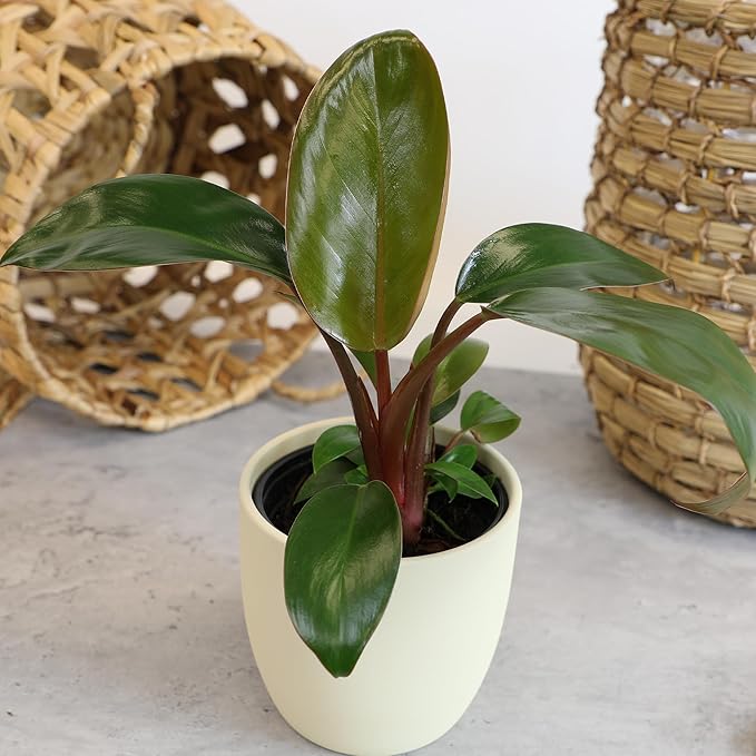 Live Philodendron Houseplants (3PK) Indoor Houseplant Philodendrons Mix Pack, Real Indoor Plants for Beginners, Rotating Assortment, Easy Plant Care