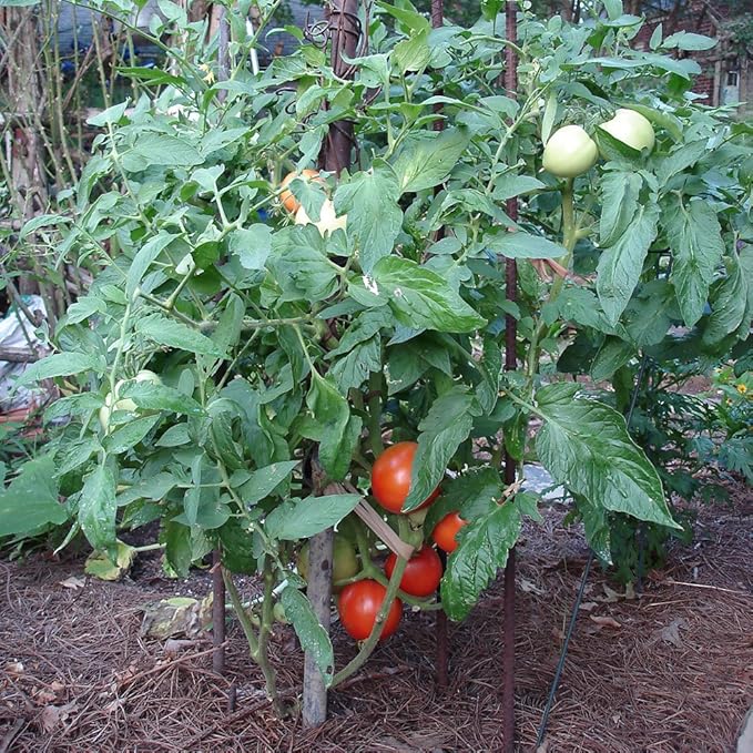 Bonnie Plants Bush Goliath Tomato, Live Plant, 19.3 oz., 4-Pack