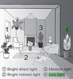 Thorsen's Greenhouse Live Peace Lily Plant, Spathyphylum, Low Light, Natural Air Purifier Live Indoor Plant, 4" Diameter Pot (White, 4-inch Pot)