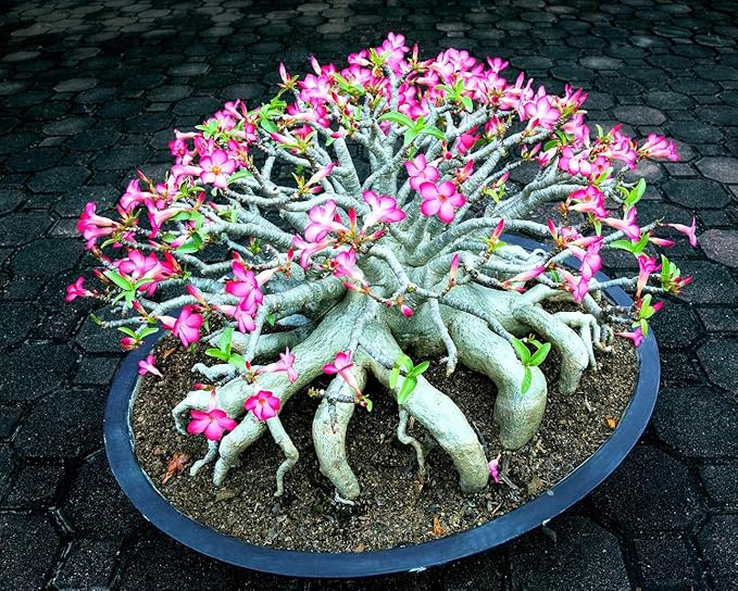Mixed Color Desert Rose Seeds | Easy to Grow Adenium Obesum - Exotic Bonsai Plant (50 Seeds)