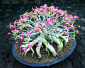 Mixed Color Desert Rose Seeds | Easy to Grow Adenium Obesum - Exotic Bonsai Plant (200 Seeds)