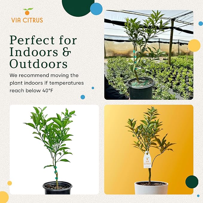 Grafted Kumquat Live Tree 13" - 22" Tall Sweet Fruiting Fruit Tree for Indoor Outdoor Plant Growing Live Citrus Plant Mothers Day Gift for Mom Home Garden Use, Cannot Ship CA AL AZ TX LA by Via Citrus