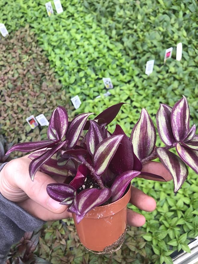 Generic Tradescantia Zebrina ~ Purple Wandering Jew ~ Easy Live houseplant for Home and Office, Green gray