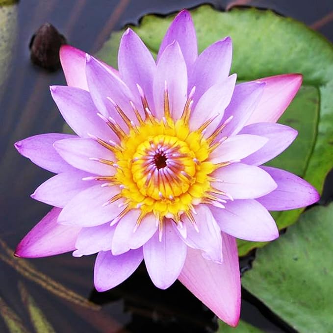 (Nymphaea Panama Pacific) Tropical Water Lily Tuber Live Aquatic Plants for Freshwater Fish Pets Pond Balcony Decorations by Greenpro