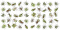 ragnaroc Air Plants Bulk - Tillandsia Ionantha Wholesale Pack, Regular 1-3" - 50ct - Live Arrival Guaranteed - House Plants for Home Decor & Gift