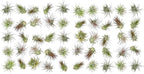 ragnaroc Air Plants Bulk - Tillandsia Ionantha Wholesale Pack, Regular 1-3" - 50ct - Live Arrival Guaranteed - House Plants for Home Decor & Gift