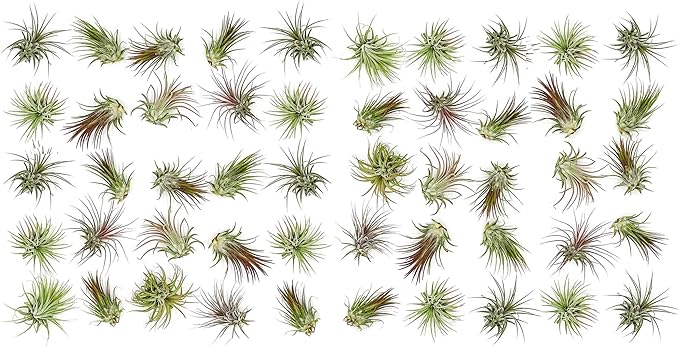 ragnaroc Air Plants Bulk - Tillandsia Ionantha Wholesale Pack, Regular 1-3" - 50ct - Live Arrival Guaranteed - House Plants for Home Decor & Gift