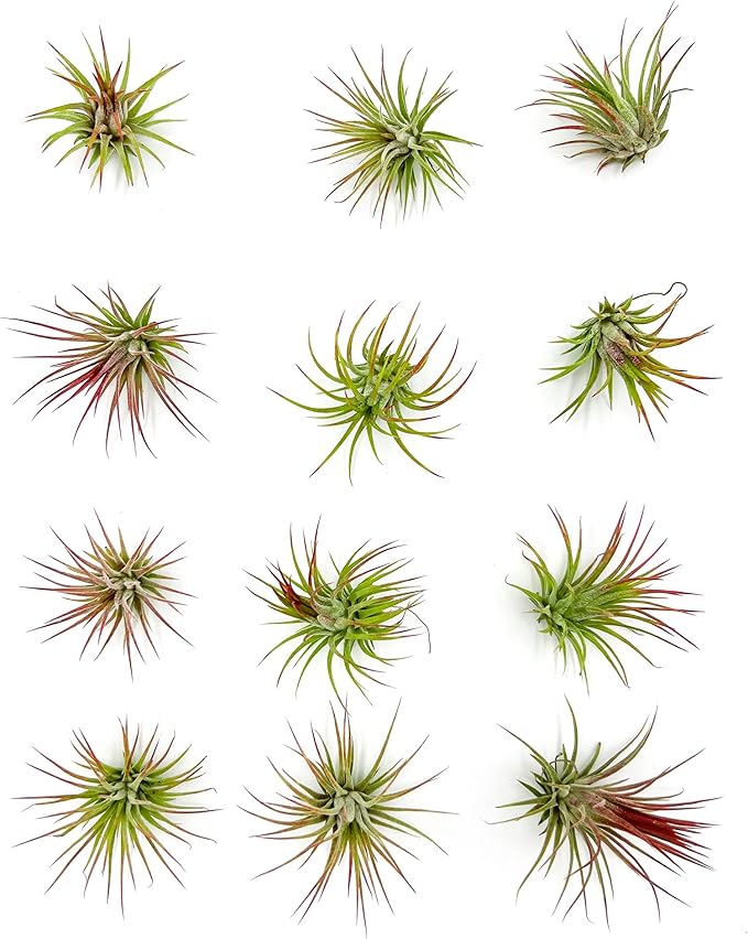 ragnaroc Air Plants - Tillandsia Ionantha Fuego, Regular 2-3" - 12ct - Live Arrival Gauranteed - House Plants for Home Decor & Gift