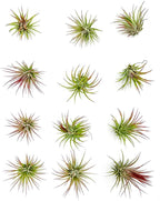 ragnaroc Air Plants - Tillandsia Ionantha Fuego, Regular 2-3" - 12ct - Live Arrival Gauranteed - House Plants for Home Decor & Gift