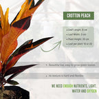 LEAL PLANTS ECUADOR Croton Peach (Pack of 2)| Vibrant Tropical Evergreen Indoor Plant | Natural Décor | Low Maintenance Houseplant for Bright Spaces | Live Decorative Croton Plant Live