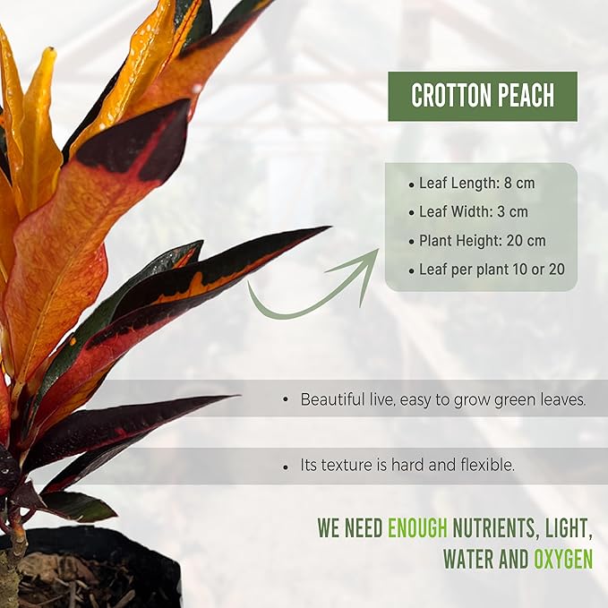 LEAL PLANTS ECUADOR Croton Peach (Pack of 2)| Vibrant Tropical Evergreen Indoor Plant | Natural Décor | Low Maintenance Houseplant for Bright Spaces | Live Decorative Croton Plant Live
