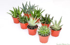 Live Aloe Succulents – Large Assorted 4-Inch Aloe Succulents – Fully Rooted Aloe Succulents (8)