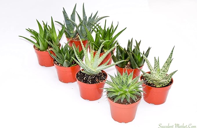 Live Aloe Succulents – Large Assorted 4-Inch Aloe Succulents – Fully Rooted Aloe Succulents (8)