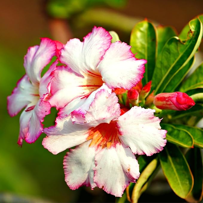 CarpetC 10+ Desert Rose Seeds for Planting, Adenium obesum Caudex Succulent with Showy Blooms, Non-GMO Heirloom for Bonsai and Containers