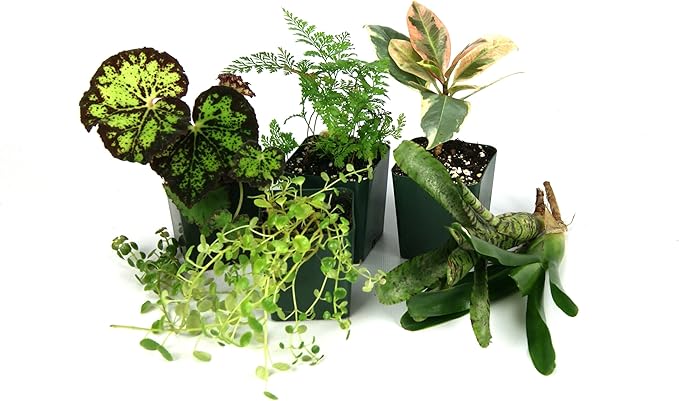 Josh's Frogs12x12x18 Tropical Vivarium Plant Kit