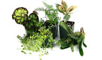 Josh's Frogs12x12x18 Tropical Vivarium Plant Kit