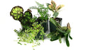 Josh's Frogs 10 Gallon Tropical Vivarium Plant Kit