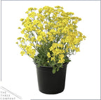 Live Flowering Alyssum - Yellow - Beautiful Mounding Perennial - 12" Tall by 6" Wide in 2.5 Qt Pot