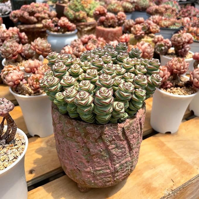 Sprout N Green 4" String of Buttons, Live Crassula 'Baby's Necklace' Trailing Succulent Rooted in Pot, Houseplant for Home Office Hanging Decoration, DIY Projects, Party Favor, Keep Away from Pets