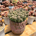 Sprout N Green 4" String of Buttons, Live Crassula 'Baby's Necklace' Trailing Succulent Rooted in Pot, Houseplant for Home Office Hanging Decoration, DIY Projects, Party Favor, Keep Away from Pets
